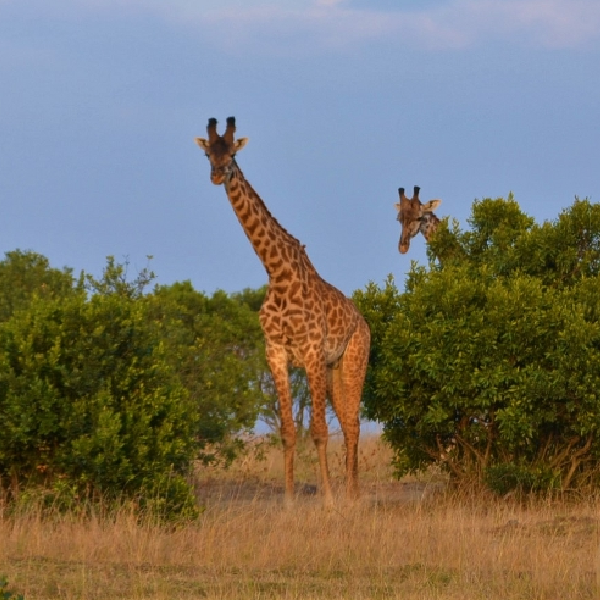 6 DAYS TANZANIA BUDGET SAFARI